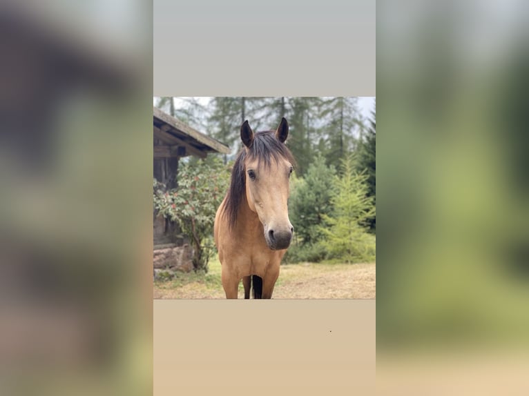 Sonstige Rassen Mix Stute 11 Jahre 147 cm  in renon