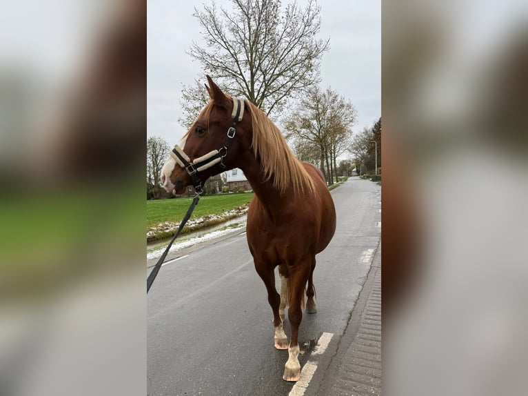 Sonstige Rassen Mix Stute 11 Jahre 154 cm Fuchs in IJsselstein