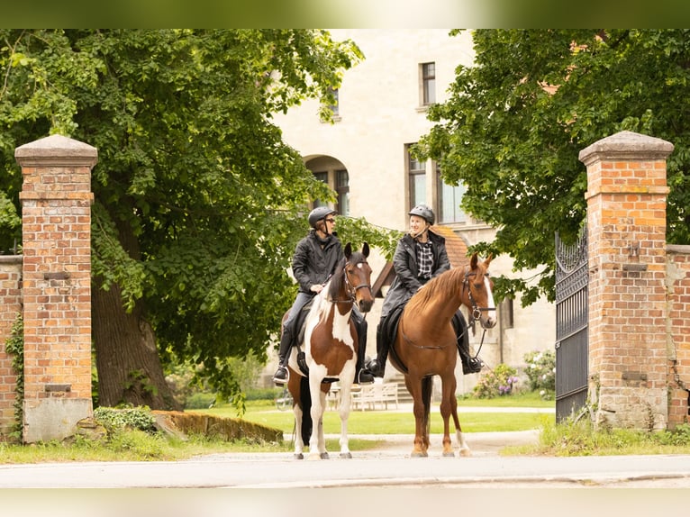 Sonstige Rassen Stute 11 Jahre 154 cm Fuchs in Ribbesbüttel
