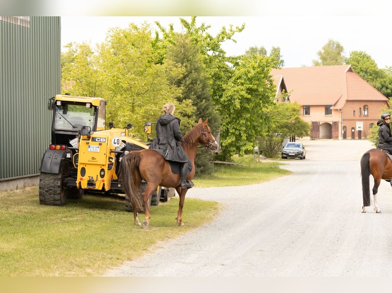 Sonstige Rassen Stute 11 Jahre 154 cm Fuchs in Ribbesbüttel