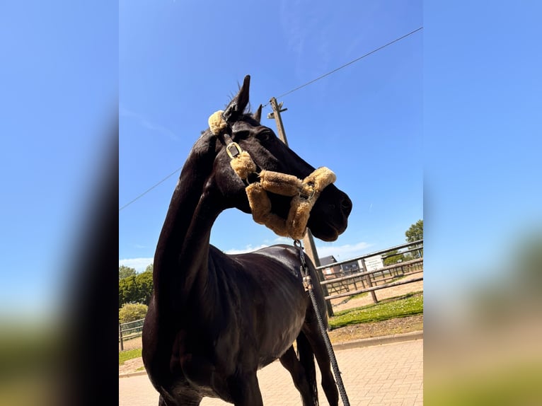Sonstige Rassen Mix Stute 11 Jahre 156 cm Rappe in Bilzen Hoeselt