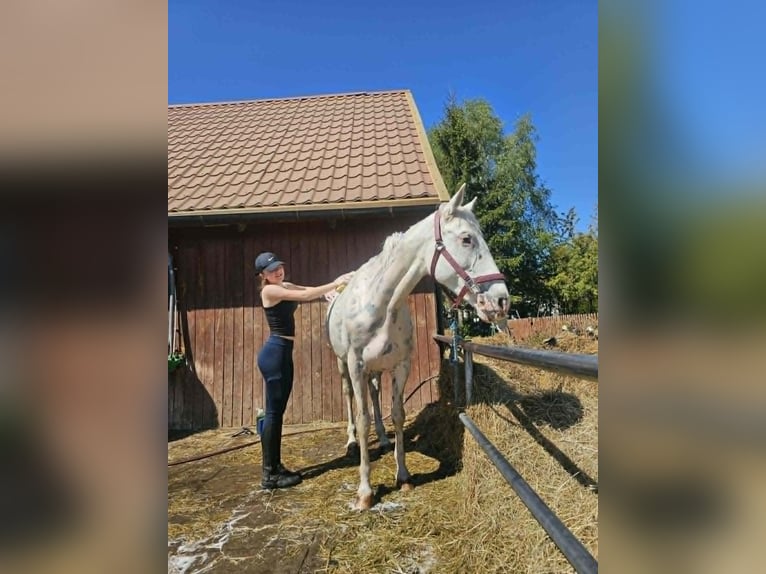 Sonstige Rassen Stute 11 Jahre 158 cm Tigerschecke in Żnin