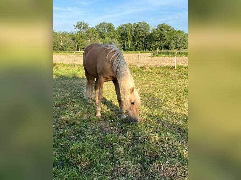 Sonstige Rassen Stute 11 Jahre 161 cm Palomino in Erpe-Mere