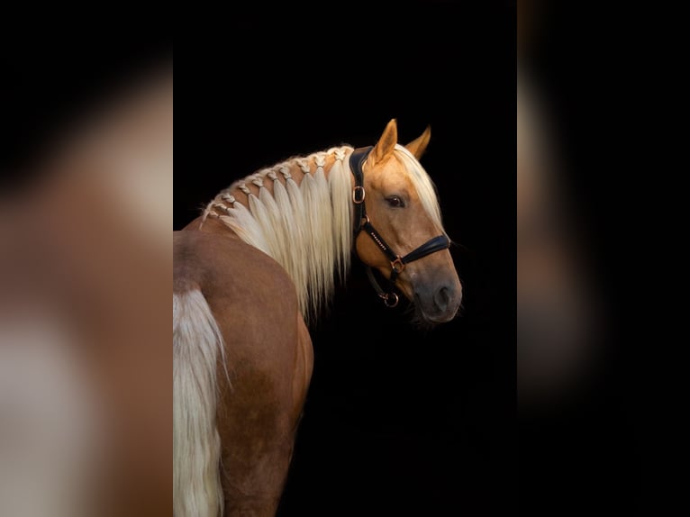 Sonstige Rassen Stute 11 Jahre 161 cm Palomino in Erpe-Mere