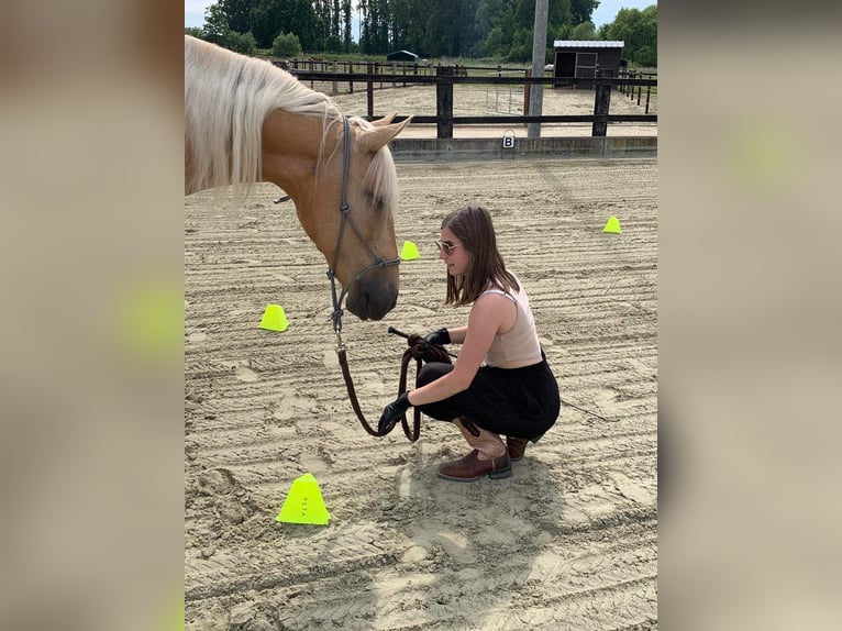 Sonstige Rassen Stute 11 Jahre 161 cm Palomino in Erpe-Mere