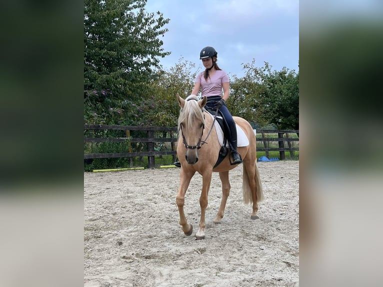 Sonstige Rassen Stute 11 Jahre 161 cm Palomino in Erpe-Mere