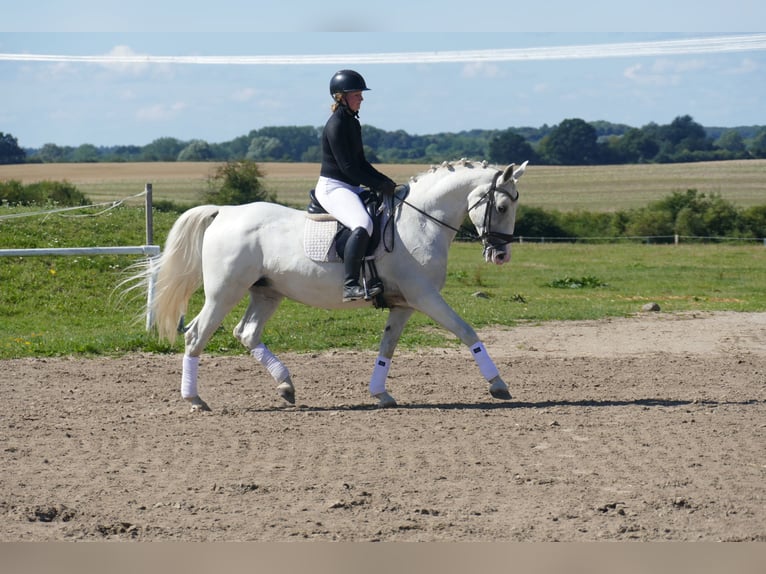 Sonstige Rassen Stute 11 Jahre 162 cm Schimmel in Ganschow