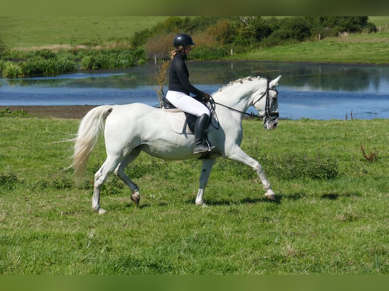 Sonstige Rassen Stute 11 Jahre 162 cm Schimmel in Ganschow