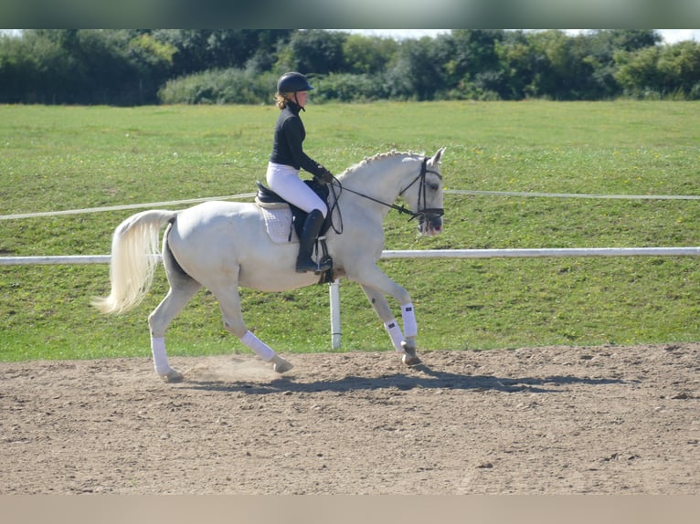 Sonstige Rassen Stute 11 Jahre 162 cm Schimmel in Ganschow