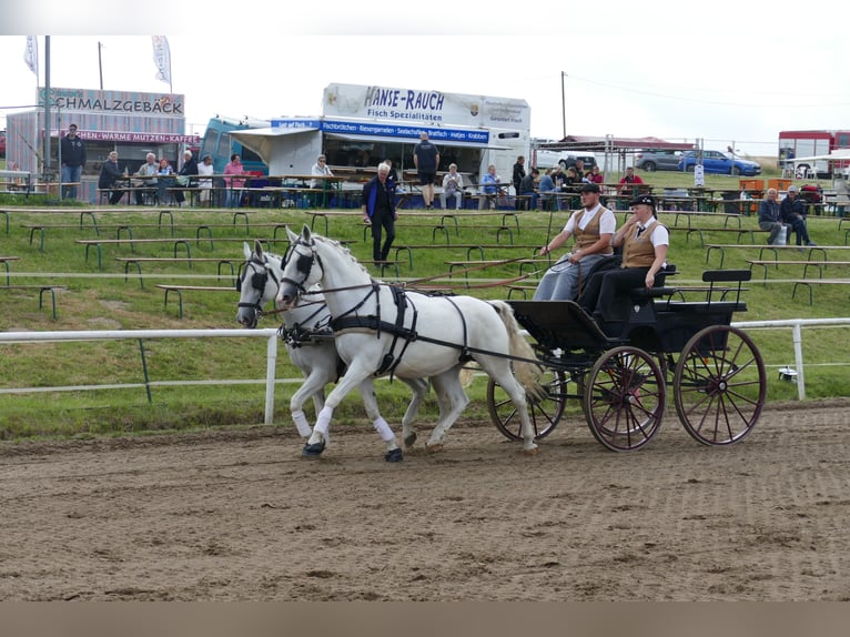 Sonstige Rassen Stute 11 Jahre 162 cm Schimmel in Ganschow