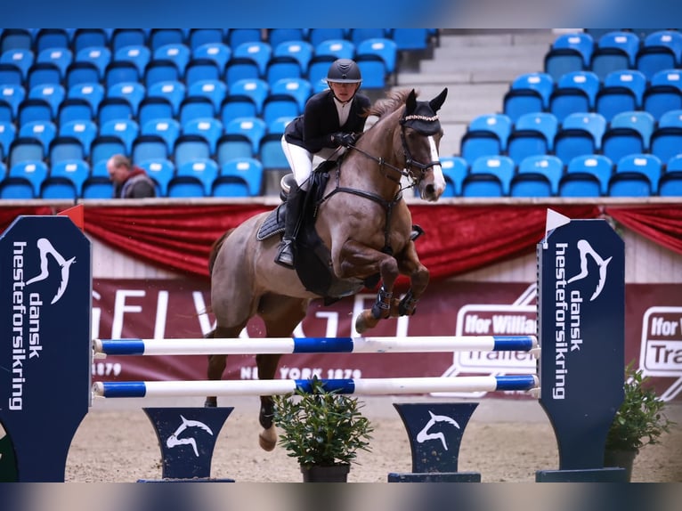 Sonstige Rassen Mix Stute 11 Jahre 162 cm in &#xC5;rre