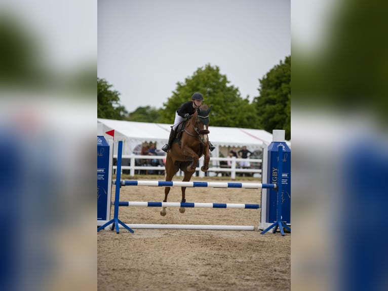 Sonstige Rassen Mix Stute 11 Jahre 162 cm in &#xC5;rre