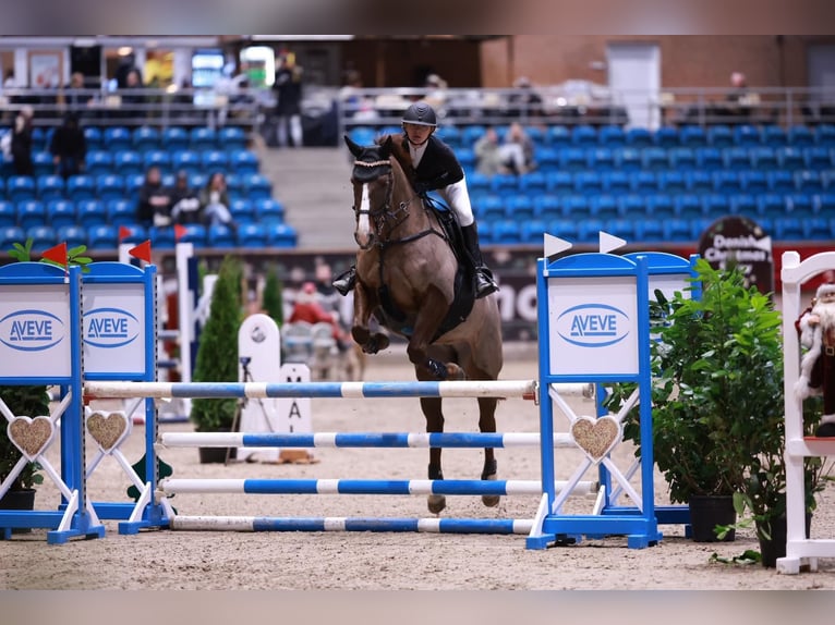 Sonstige Rassen Mix Stute 11 Jahre 162 cm in &#xC5;rre