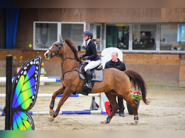 Sonstige Rassen Mix Stute 11 Jahre 162 cm in &#xC5;rre