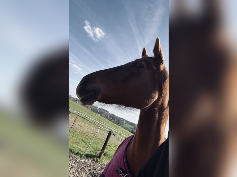 Sonstige Rassen Stute 11 Jahre 163 cm Fuchs in Vlotho