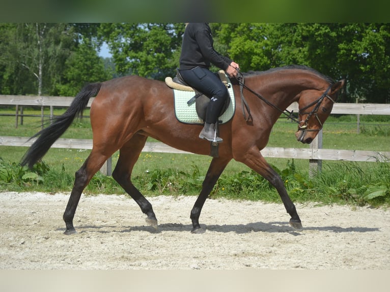 Sonstige Rassen Stute 11 Jahre 164 cm Brauner in Breda