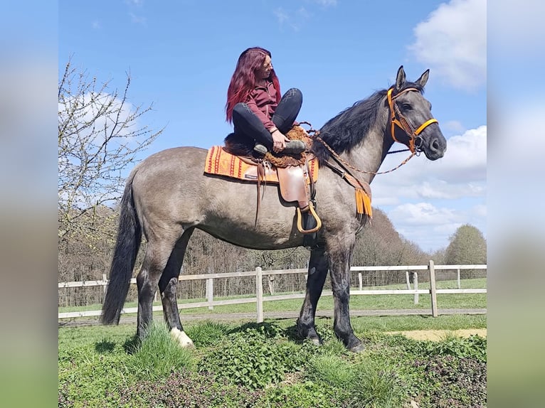 Sonstige Rassen Stute 11 Jahre 164 cm Grullo in Linkenbach