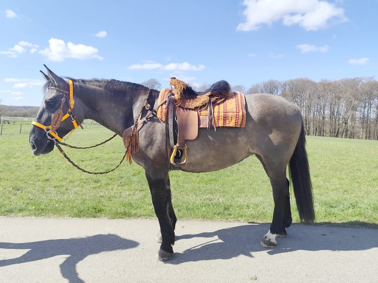 Sonstige Rassen Stute 11 Jahre 164 cm Grullo in Linkenbach