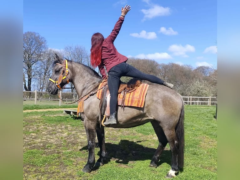 Sonstige Rassen Stute 11 Jahre 164 cm Grullo in Linkenbach