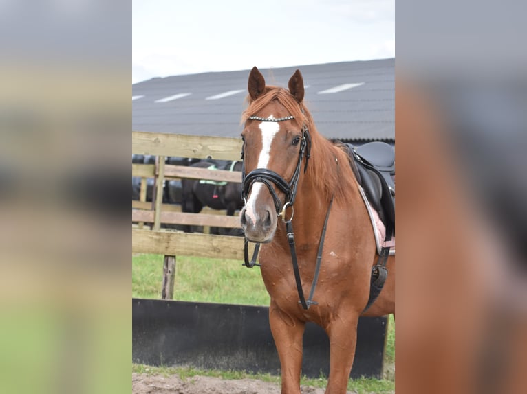 Sonstige Rassen Stute 11 Jahre 168 cm Fuchs in Achtmaal