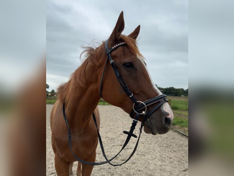 Sonstige Rassen Stute 11 Jahre 168 cm Fuchs in Achtmaal