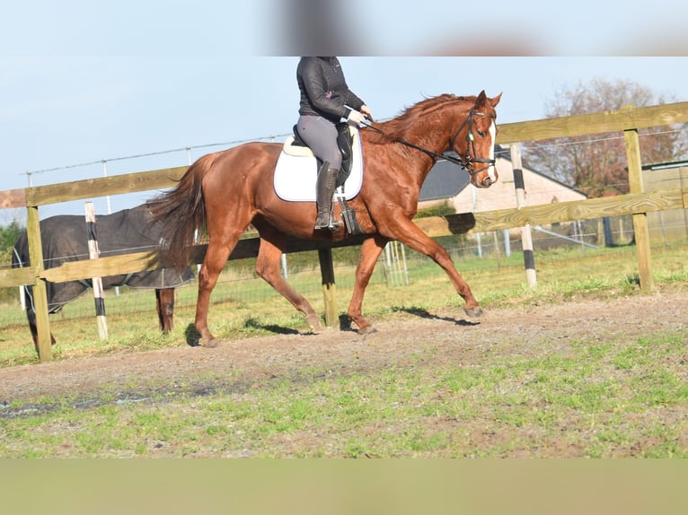 Sonstige Rassen Stute 11 Jahre 168 cm Fuchs in Achtmaal