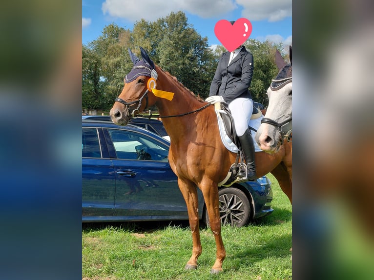 Sonstige Rassen Stute 11 Jahre 174 cm Fuchs in Moormerland