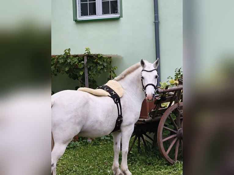 Sonstige Rassen Stute 12 Jahre 133 cm Schimmel in Holving