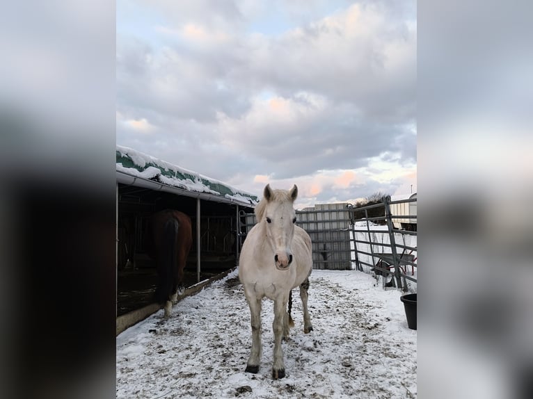 Sonstige Rassen Stute 12 Jahre 133 cm Schimmel in Holving