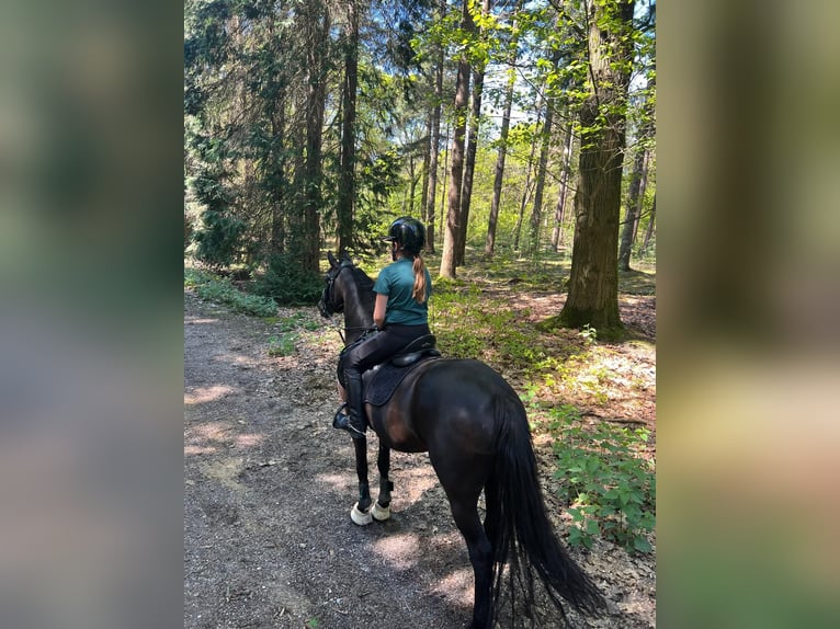 Sonstige Rassen Stute 12 Jahre 137 cm Rappe in Heeswijk-Dinther