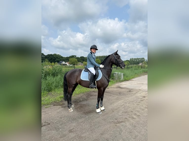 Sonstige Rassen Stute 12 Jahre 137 cm Rappe in Heeswijk-Dinther