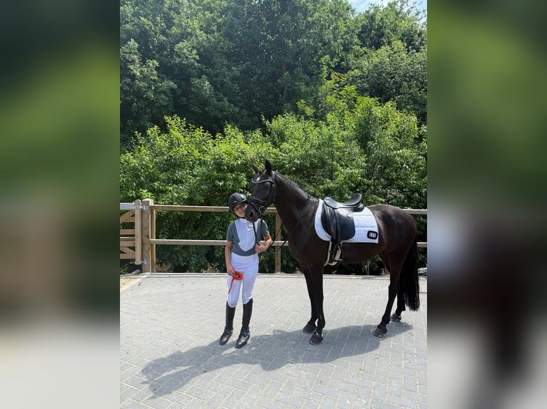 Sonstige Rassen Stute 12 Jahre 137 cm Rappe in Heeswijk-Dinther