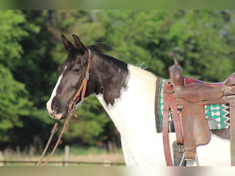 Sonstige Rassen Stute 12 Jahre 142 cm Schecke in Sonora, KY