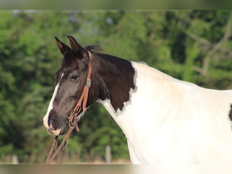 Sonstige Rassen Stute 12 Jahre 142 cm Schecke in Sonora, KY