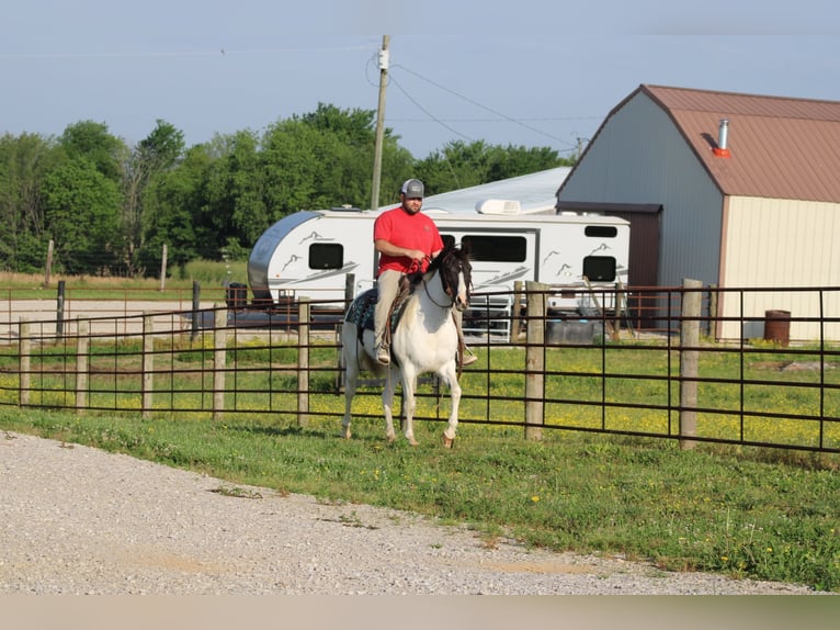 Sonstige Rassen Stute 12 Jahre 142 cm Schecke in Sonora, KY