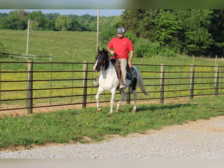 Sonstige Rassen Stute 12 Jahre 142 cm Schecke in Sonora, KY