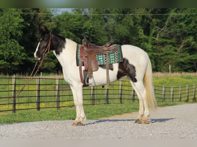 Sonstige Rassen Stute 12 Jahre 142 cm Schecke in Sonora, KY