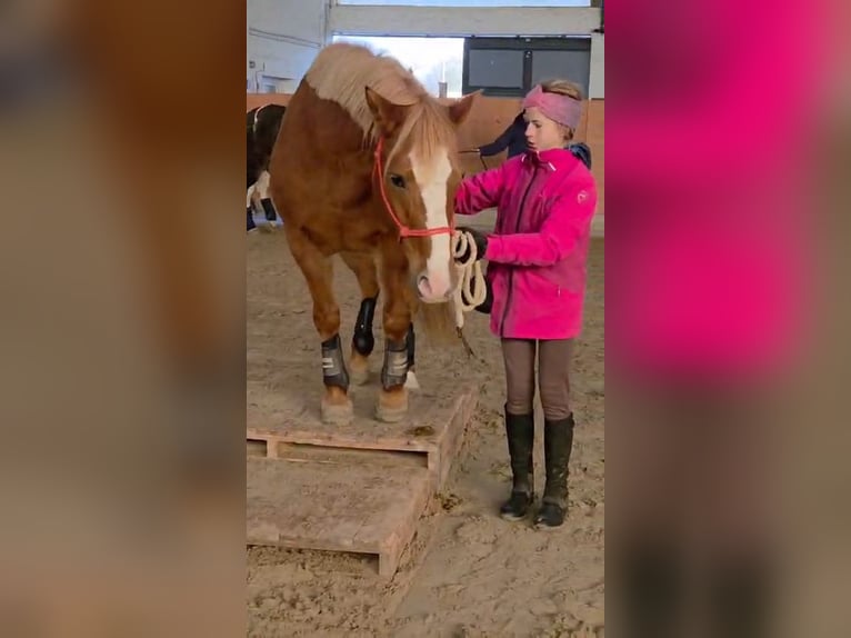 Sonstige Rassen Mix Stute 12 Jahre 148 cm Fuchs in Durmersheim