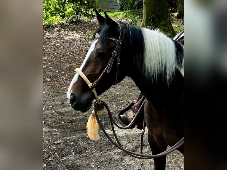 Sonstige Rassen Mix Stute 12 Jahre 150 cm Schecke in Woudenberg