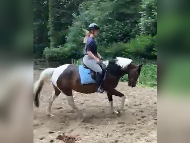 Sonstige Rassen Mix Stute 12 Jahre 150 cm Schecke in Woudenberg