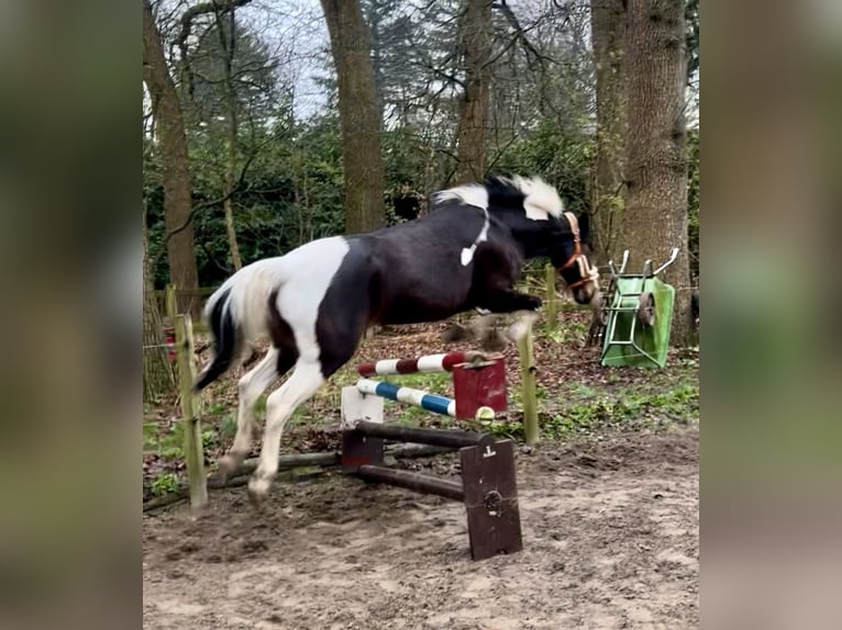 Sonstige Rassen Mix Stute 12 Jahre 150 cm Schecke in Woudenberg