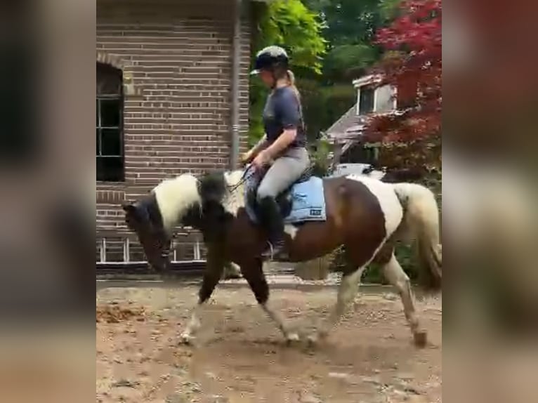 Sonstige Rassen Mix Stute 12 Jahre 150 cm Schecke in Woudenberg