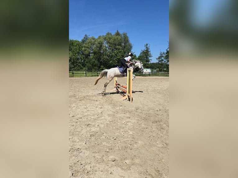 Sonstige Rassen Stute 12 Jahre 150 cm Schimmel in Lünen