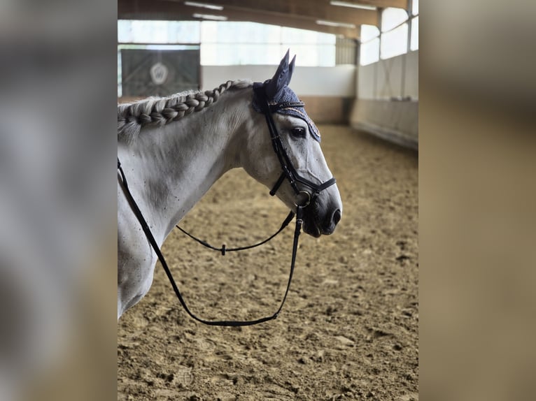 Sonstige Rassen Stute 12 Jahre 150 cm Schimmel in Lünen