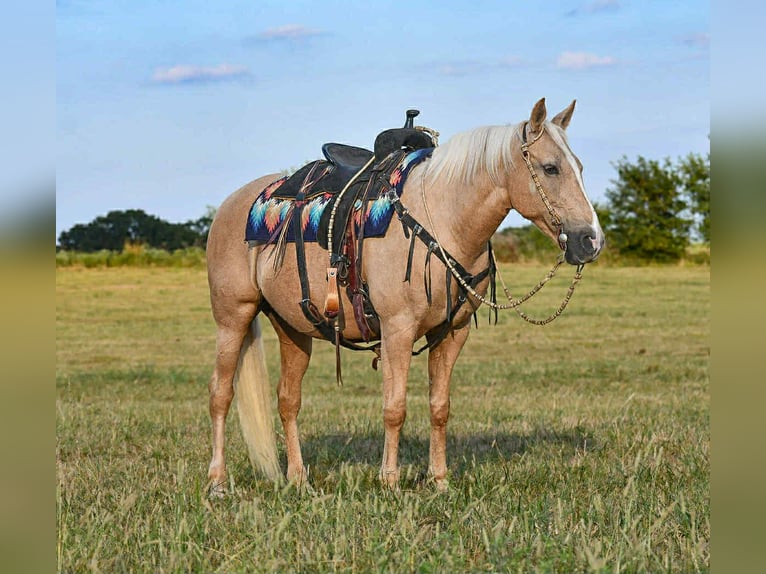 Sonstige Rassen Stute 12 Jahre 152 cm Palomino in Corsica