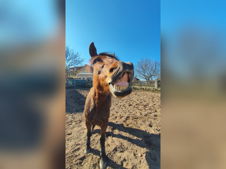 Sonstige Rassen Stute 12 Jahre 153 cm Brauner in Rattelsdorf