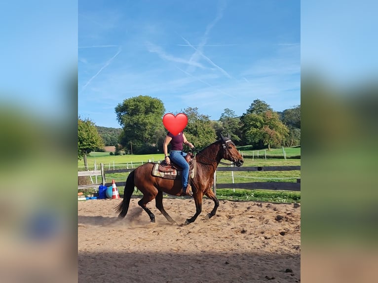 Sonstige Rassen Stute 12 Jahre 153 cm Brauner in Rattelsdorf