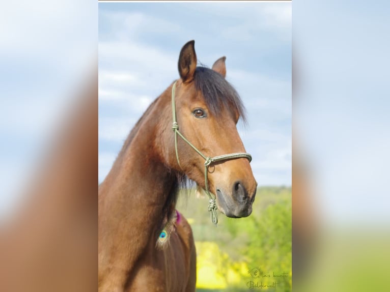 Sonstige Rassen Stute 12 Jahre 153 cm Brauner in Rattelsdorf