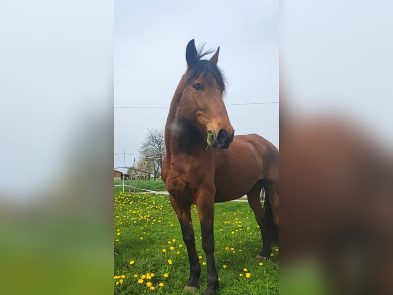 Sonstige Rassen Stute 12 Jahre 153 cm Brauner in Rattelsdorf