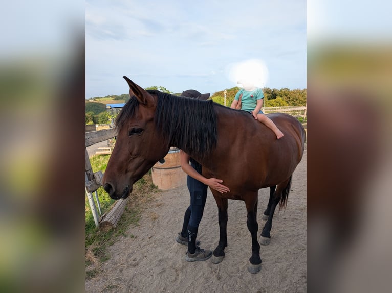 Sonstige Rassen Mix Stute 12 Jahre 154 cm Dunkelbrauner in Sankt Katharinen